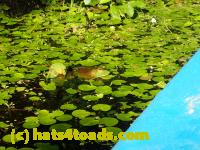 /home//u458753944/public_html/sourcegallery////////////Frogs/More bullfrogs/P7261258.JPG